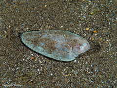 Synapturichthys kleinii