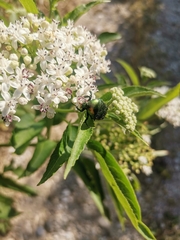 Cetonia aurata