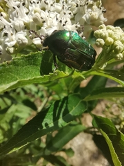 Cetonia aurata