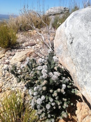 Stilbaceae