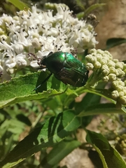 Cetonia aurata