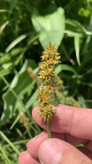 Carex vulpina