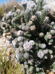Stilbaceae