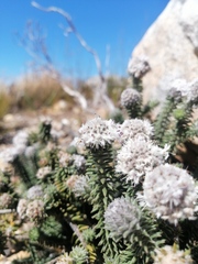 Stilbaceae