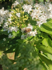 Apis mellifera