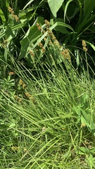 Carex vulpina
