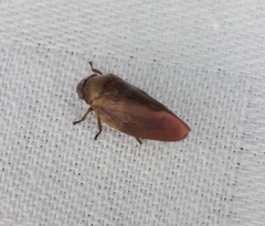 Eoscarta karschi