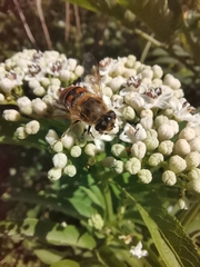 Eristalis tenax