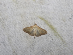 Paratalanta pandalis