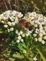 Eristalis tenax