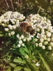 Eristalis tenax