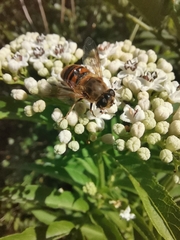 Eristalis tenax