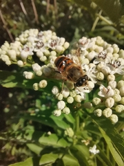 Eristalis tenax