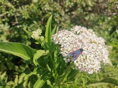 Zygaena lonicerae
