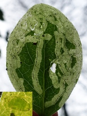 Phytomyza aprilina