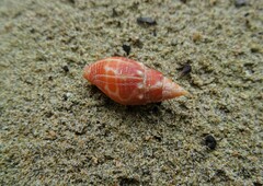 Mitra stictica
