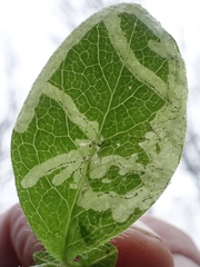 Phytomyza aprilina