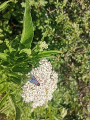 Zygaena lonicerae