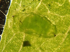 Phytomyza aprilina
