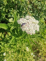 Zygaena lonicerae