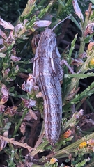 Eumigus