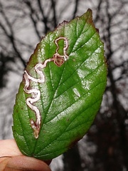 Stigmella aurella