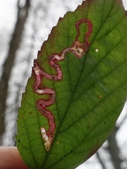 Stigmella aurella
