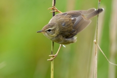 Helopsaltes ochotensis