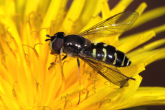 Dasysyrphus pinastri