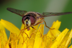 Dasysyrphus pinastri