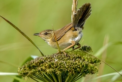 Helopsaltes ochotensis