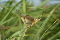 Helopsaltes ochotensis