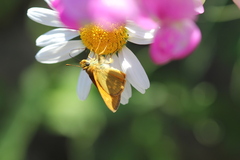 Ochlodes sylvanus