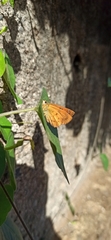 Eagris sabadius sabadius