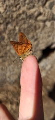 Eagris sabadius sabadius