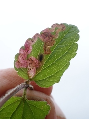 Phytomyza crassiseta