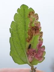Phytomyza crassiseta
