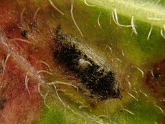 Phytomyza crassiseta