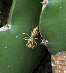 Cosmophasis bitaeniata