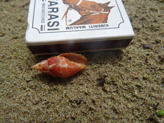 Mitra stictica