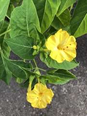 Mirabilis jalapa