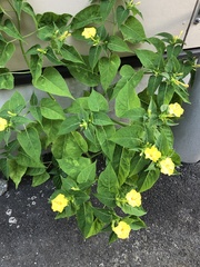 Mirabilis jalapa
