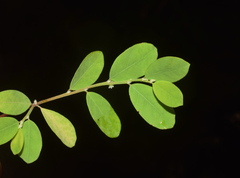 Phyllanthus rheedei