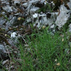 Dianthus petraeus
