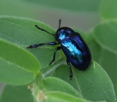 Chrysochus asclepiadeus