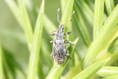 Polydrusus pilosus