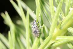 Polydrusus pilosus