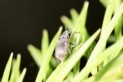 Polydrusus pilosus