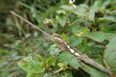Diploderma polygonatum