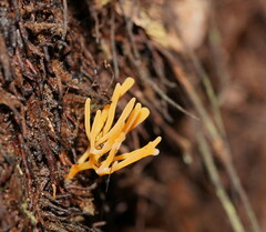 Ramariopsis crocea